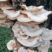 Pleurotus tuber
